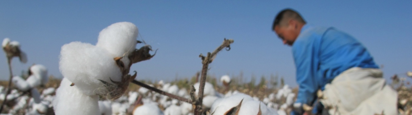 Better cotton initiative jobs About Better Cotton Initiative; The Better Cotton Initiative exists to make global cotton production better for the people who produce it, better for the environment it grows in and better .