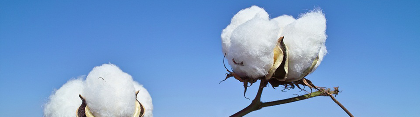 About BCI - Better Cotton Initiative
