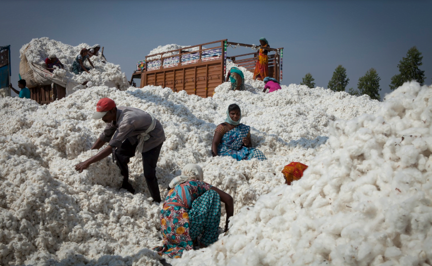 2020 Sustainable Cotton Ranking Launched - Better Cotton