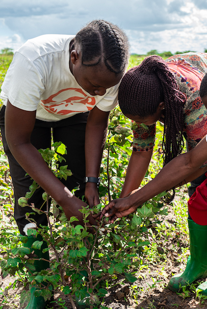 Multiple African Countries: Cotton Made In Africa (CmiA) - Better ...