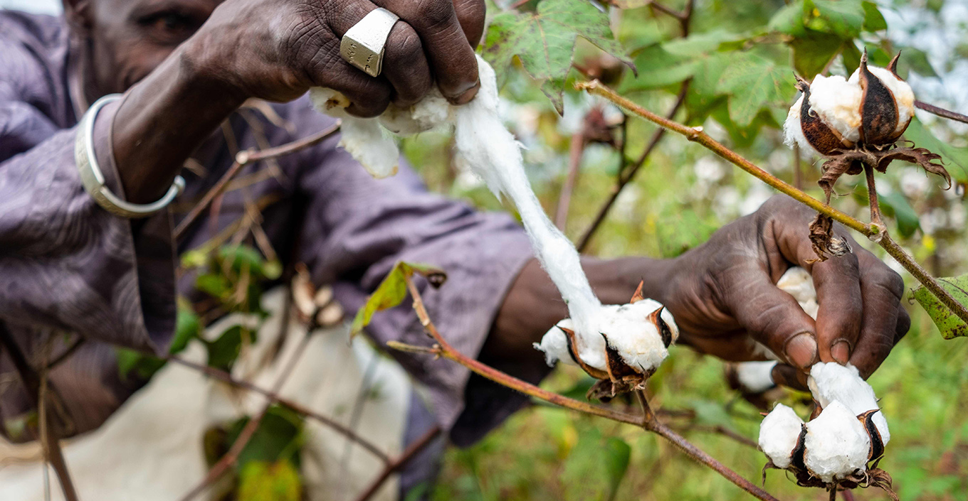 Cotton Farming and Covid19 On the Ground in Mali Better Cotton
