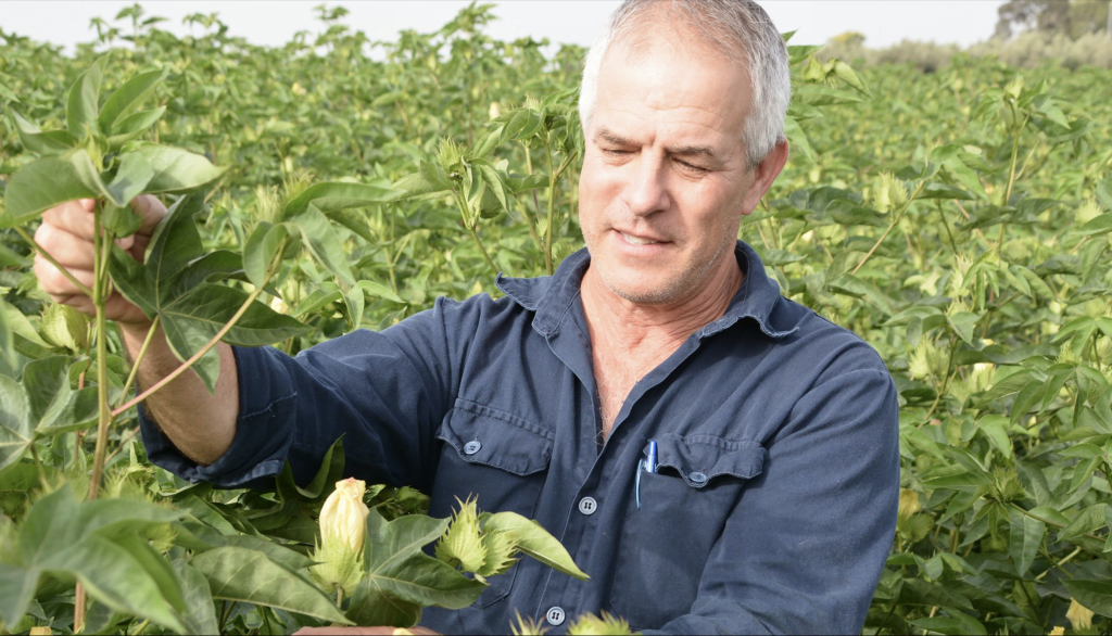 A farmer out in the field inspecting his crop