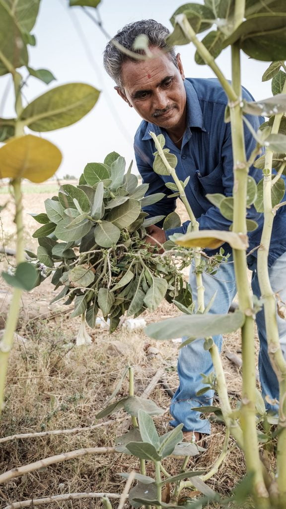 Soil-Health-coton-farming_Better-Cotton