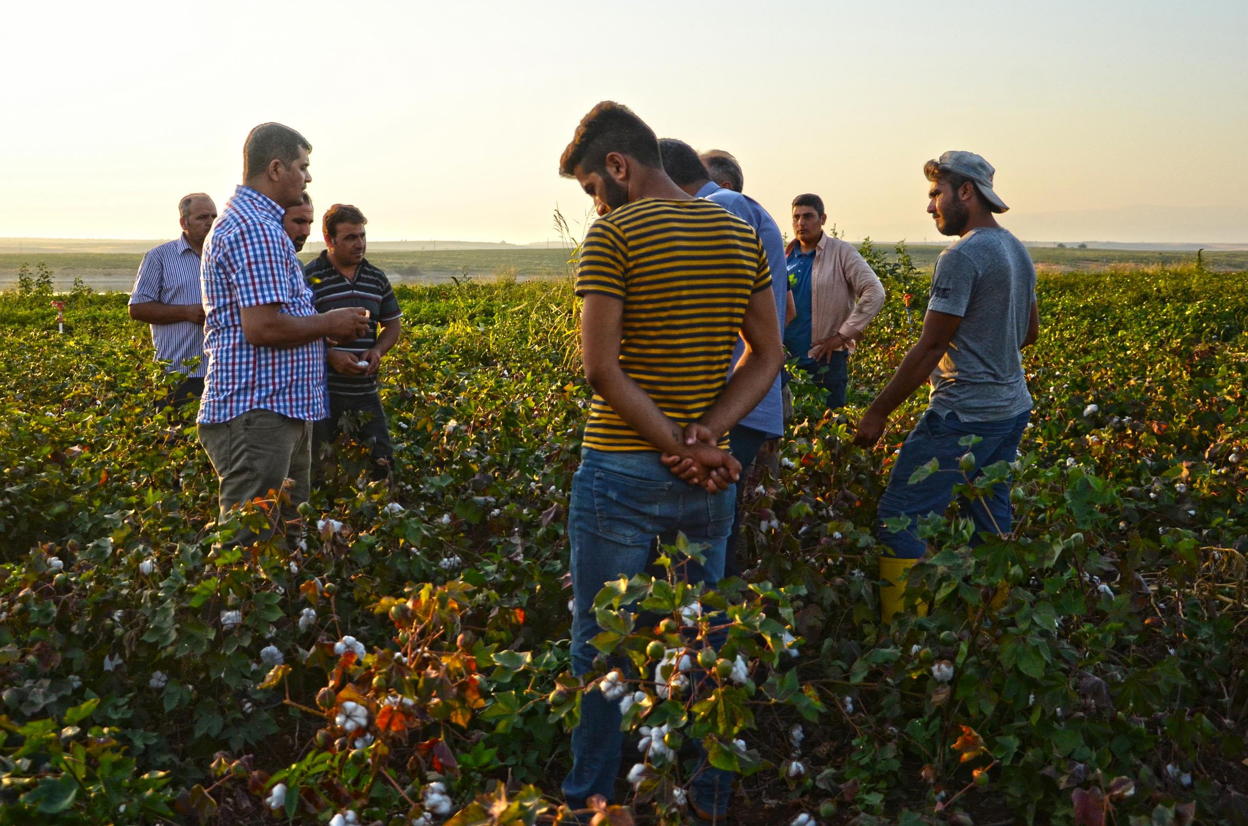 Ecological and Social Costs of Cotton Farming