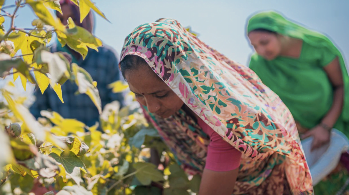 Sustainability Programme to Boost South Asian Cotton Growers