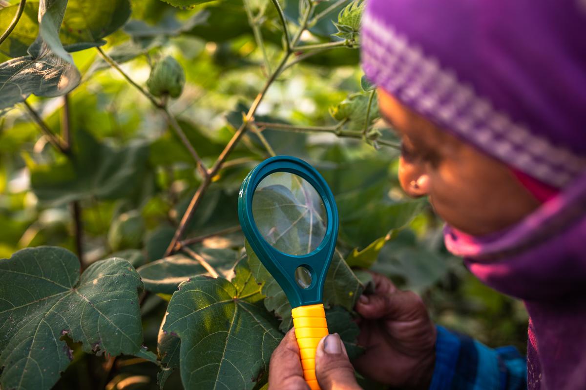 Cotton  Description, History, Production, Uses, Botanical Name