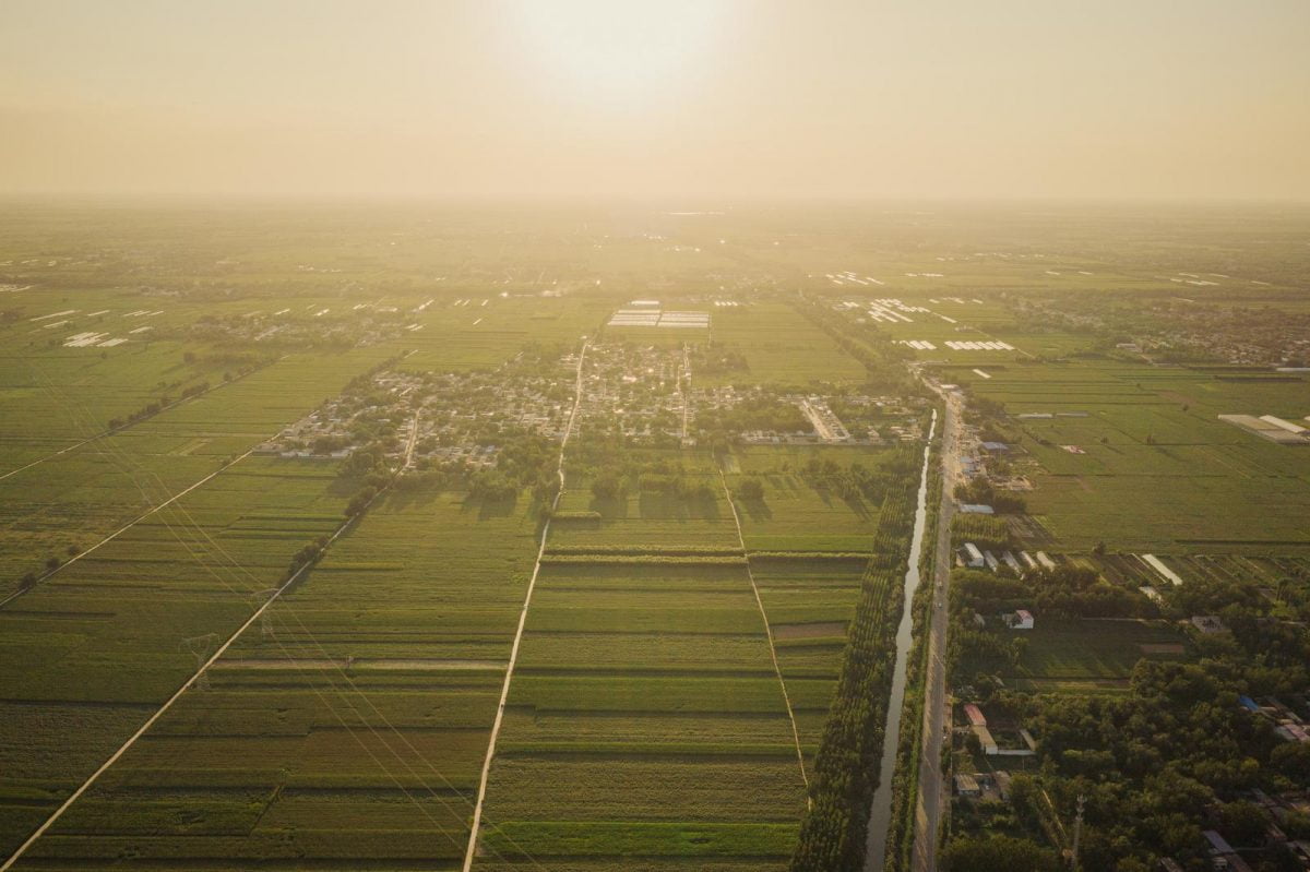 Vista aérea de campos de algodão