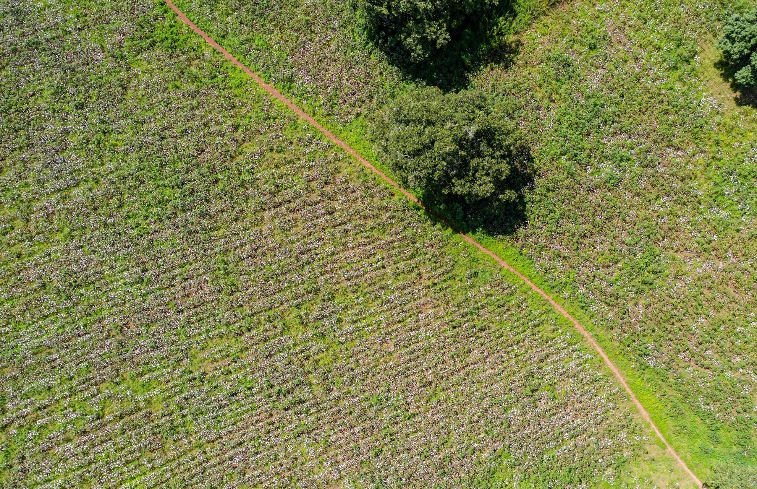 Pesticides & crop protection in cotton farming: what Better Cotton is doing