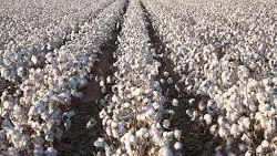 Formulario de envío de consumo anual de algodón