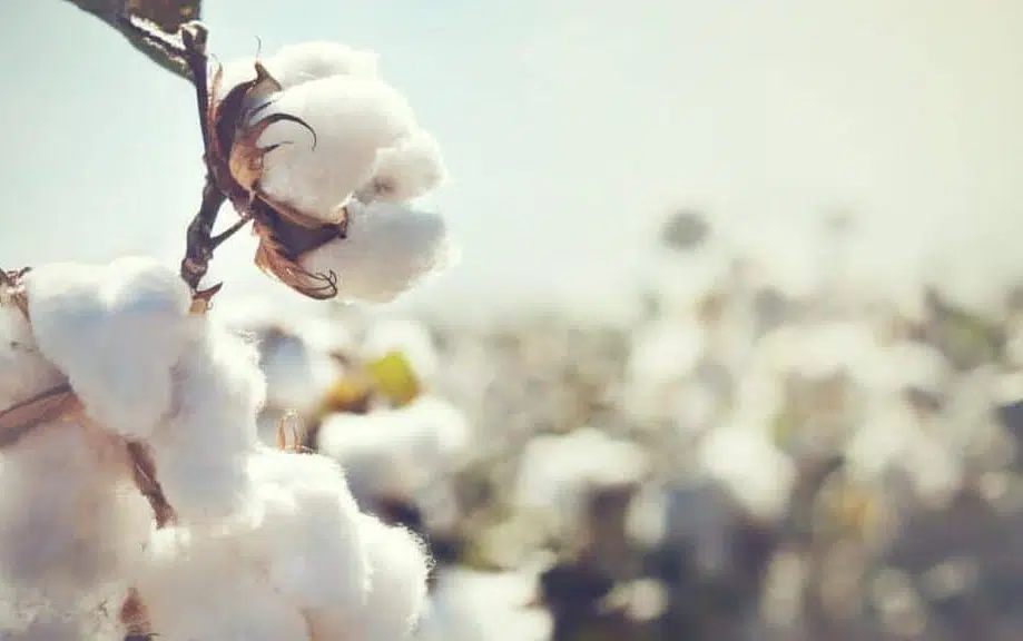 What we do in helping cotton growers to create long-term change.