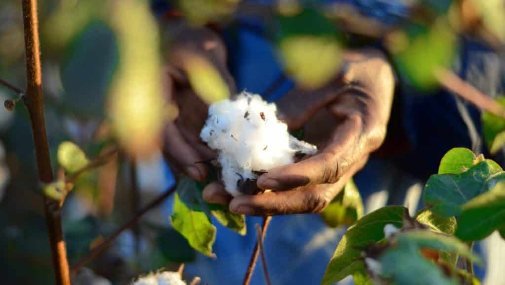 Desenvolvendo uma solução de rastreabilidade para Better Cotton