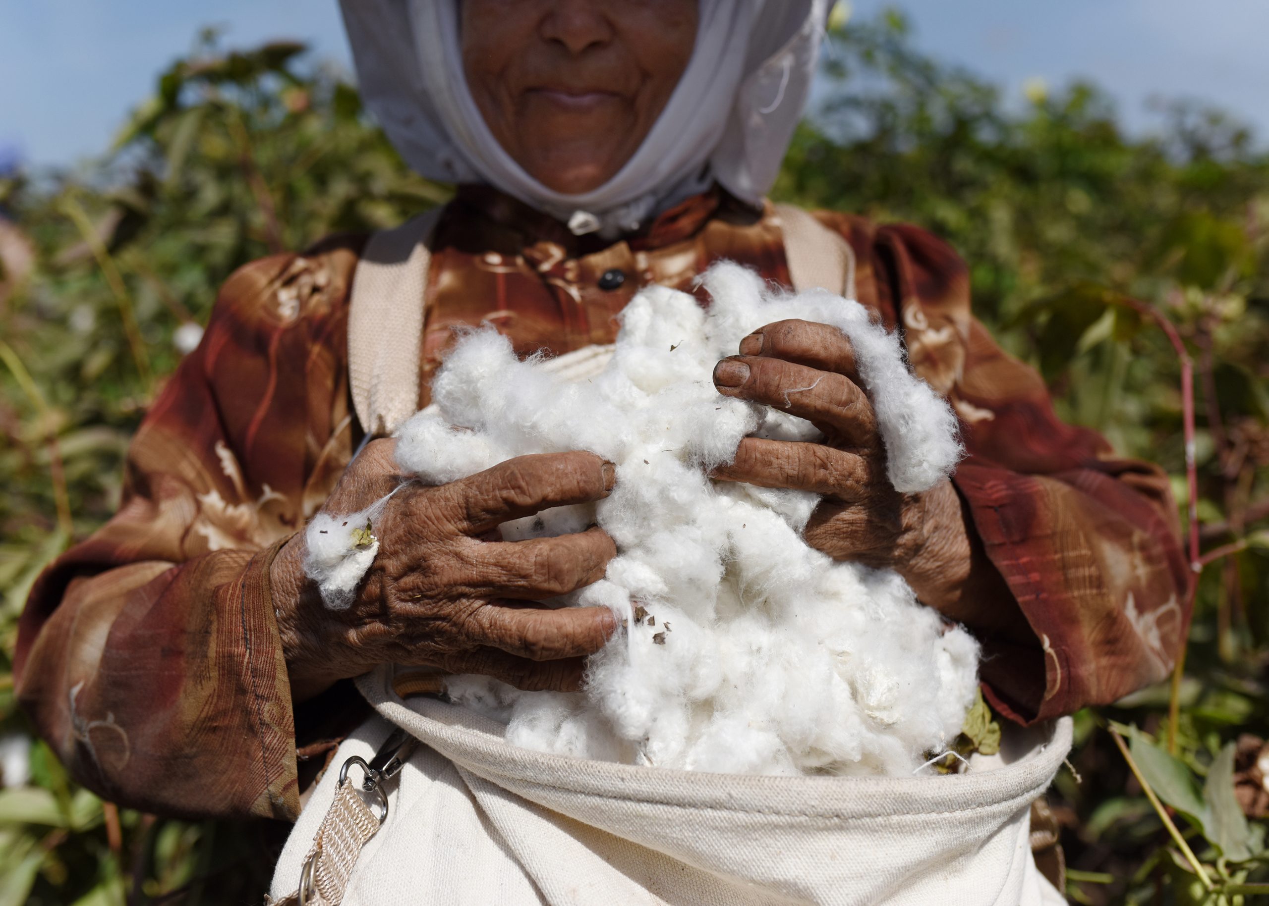 Better Cotton and Cotton Egypt Association Forge New Strategic ...