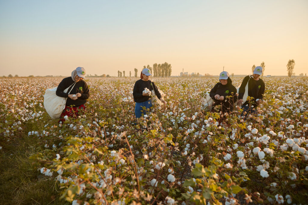 Workers in a cotton field in Uzbekistan