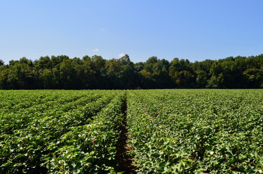 Cotton field in the USA displaying regenerative agriculture practices