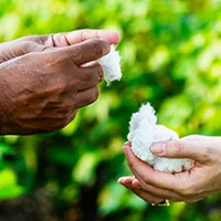 hands holding raw cotton