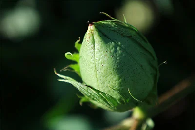 cotton plant bulb