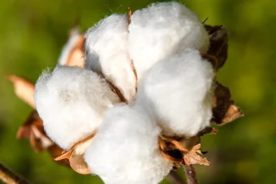 close up of an open cotton bulb