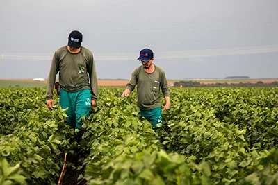 two people walking through a cotton field