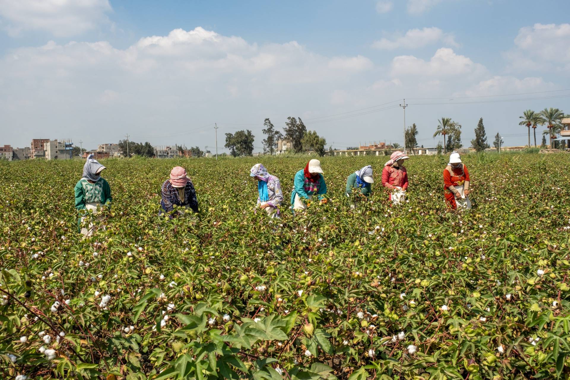 Imagen de mujeres en el campo recogiendo algodón.