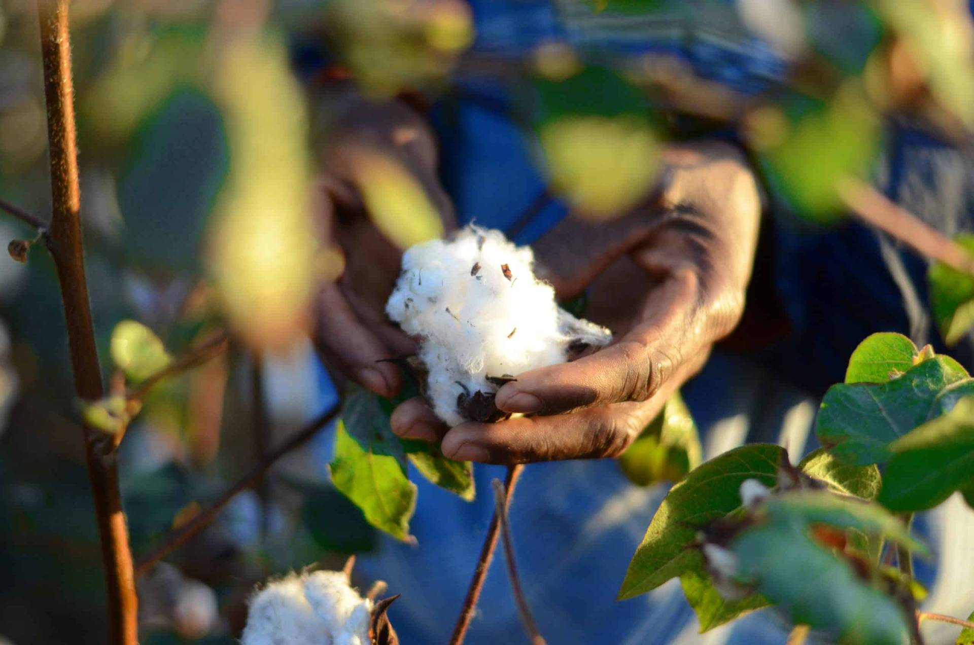 The world doesn’t just need cotton, it needs Better Cotton.